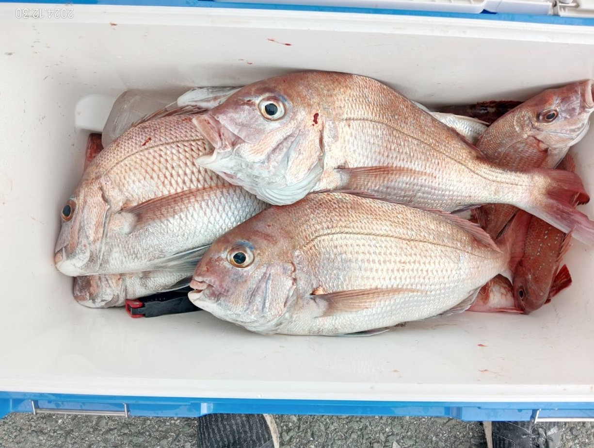 真鯛 | 有明海・熊本天草の釣り船【遊漁船 海人丸】