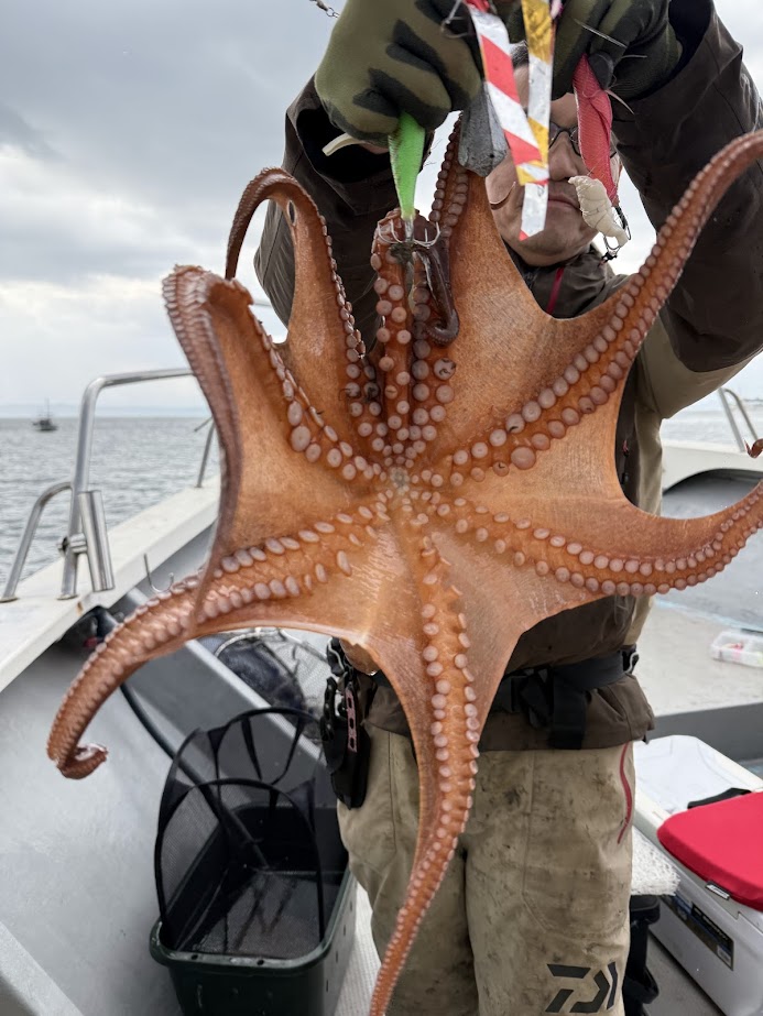 マダコ | 有明海・熊本天草の釣り船【遊漁船 海人丸】