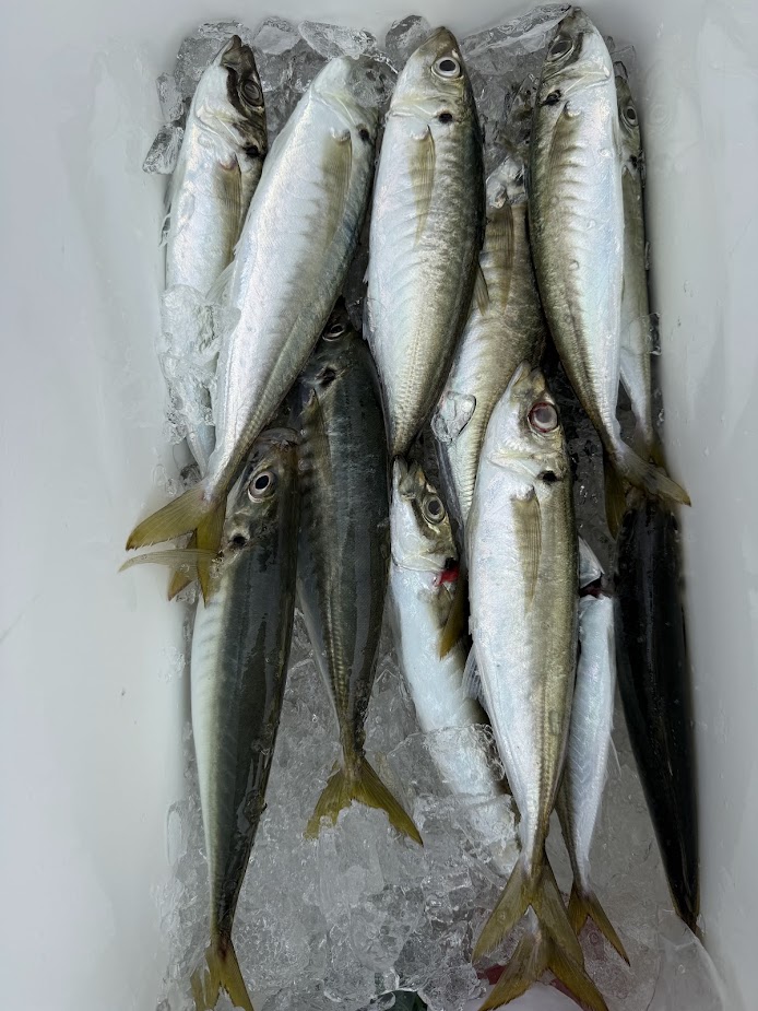 アジ | 有明海・熊本天草の釣り船【遊漁船 海人丸】