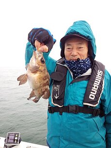 　メバル