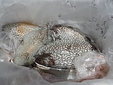 2014年5月15日（大潮）玉名沖
