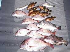 2014年9月1日（月）　島原沖
