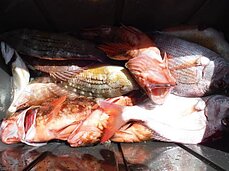 2014年9月9日（火）　島原沖