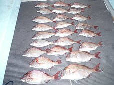 2014年10月29日（水）　島原沖