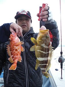 2015年4月29日（水）　真鯛・根魚・イカリレー