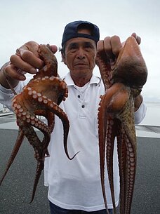 2015年7月11日（土）　マダコ