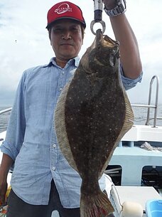 2015年7月23日（木）　泳がせヒラメ