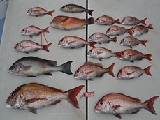 2015年11月22日（日）　タイラバ・テンヤ