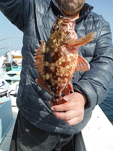 2016年2月28日（日）　メバル・甲イカ