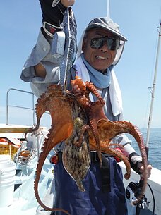 2016年7月28日（木）　マダコ