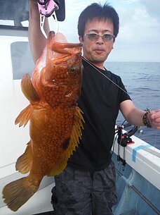 2016年8月7日（日）　夜焚きイカ・泳がせ