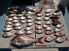 2017年9月3日　タイラバ・テンヤ