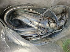 　太刀魚