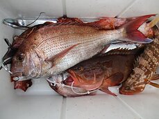 2017年12月28日　太刀魚・テンヤ