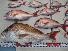 2017年12月29日　太刀魚・テンヤ・タイラバ