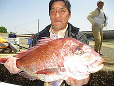 大潮　のぼり鯛