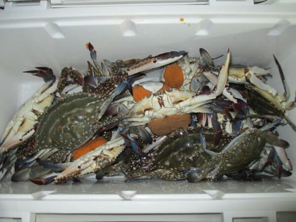 カニ掬い | 有明海・熊本天草の釣り船【遊漁船 海人丸】
