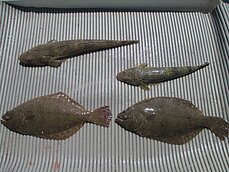 ヒラメ