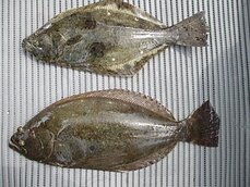 　ヒラメ泳がせ