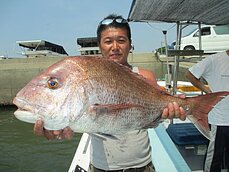 　真鯛 　真鯛70ｃｍ頭に14尾　他コショウ鯛・アラカブ・マダコ等