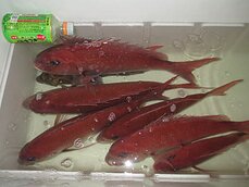 　真鯛