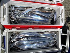 太刀魚
