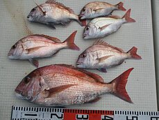 　タコ・タイラバ・テンヤ