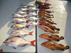2016年10月29日（土）　タイラバ・テンヤ