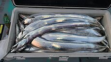 太刀魚
