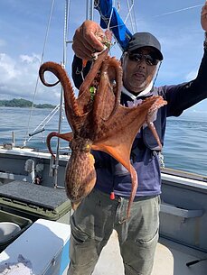 タコ