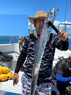 　太刀魚