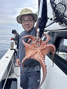 マダコ