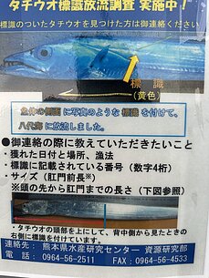 太刀魚の標識放流調査のご案内です！