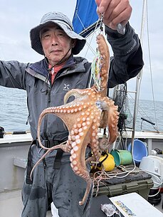 マダコ