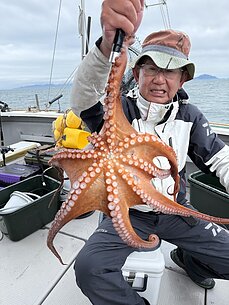 マダコ