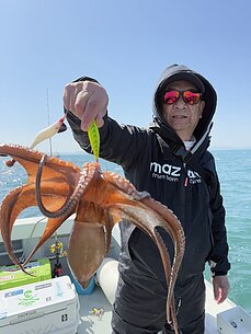 マダコ