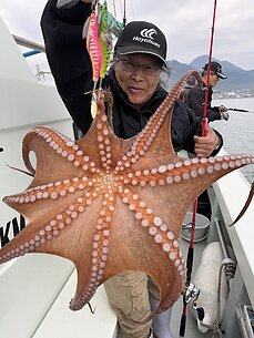 マダコ
