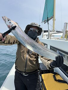 太刀魚