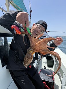 マダコ