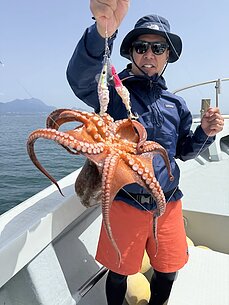 マダコ