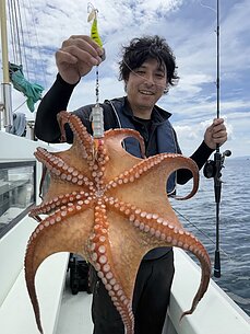 マダコのイメージ
