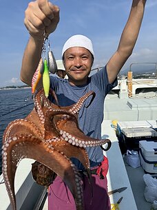 マダコ