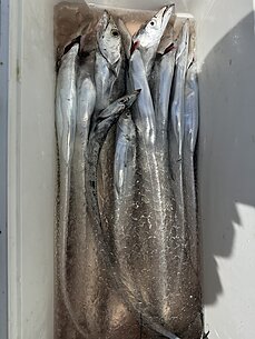 太刀魚