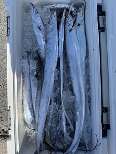 太刀魚のイメージ