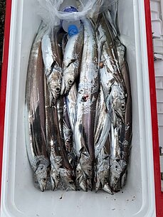 太刀魚