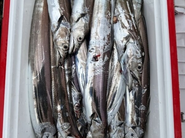 9月4日太刀魚情報です！の画像