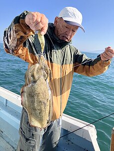 甲イカのイメージ