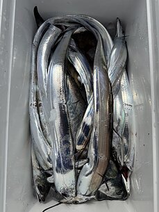 太刀魚のイメージ