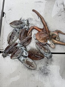 甲イカのイメージ