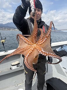 マダコのイメージ